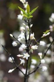 Image result for Tricalysia acocantheroides