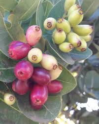 Image result for Syzygium cordatum