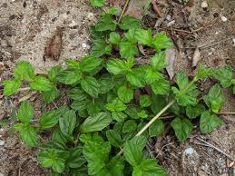 Image result for Sphagneticola trilobata