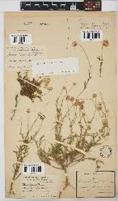 Image result for Felicia mossamedensis