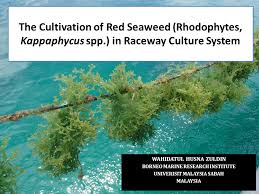 Have you found the page useful? The Cultivation Of Red Seaweed Rhodophytes Kappaphycus Spp In Raceway Culture System Wahidatul Husna Zuldin Borneo Marine Research Institute Univerisit Ppt Download