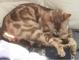 But is this the same case with bengal cats? The Joys And Hazards Of Living With A Pet Bengal Cat Pethelpful By Fellow Animal Lovers And Experts