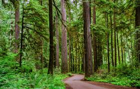 Choose from a curated selection of forest wallpapers for your mobile and desktop screens. Wallpaper Road Forest Trees Winding Dirt Road Through A Redwood Forest Images For Desktop Section Priroda Download