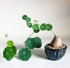 Stephania Erecta Plants Indoor Plants Planting Flowers