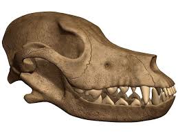Dog Skull 3d Max Dog Skull Skull Skull Model