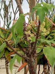 Image result for Obetia