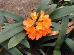 Image result for clivia