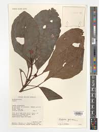 Image result for Uapaca guineensis