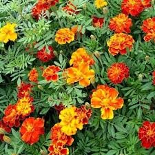 Bingung mau menanam bunga apa di halaman rumah supaya terlihat lebih cantik? Jual Benih Bunga Marigold Mix Color 25 Biji Di Lapak Toko Alsano Bukalapak