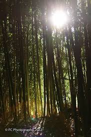 Bamboo Forest At Prospect Park Redlands California Redlands California Redlands Prospect Park Redlands