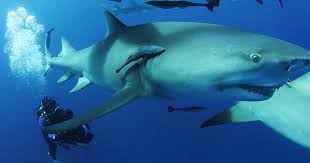 Shark diving tips: How to swim with great white sharks