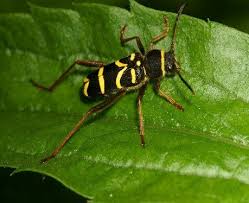 More images for how do you get rid of wasps in the garden » How To Get Rid Of Wasps In Your Garden The Natural Way