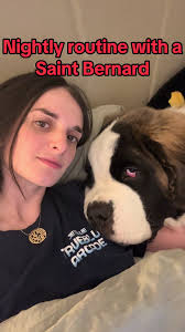 St Bernard Nightly Routine