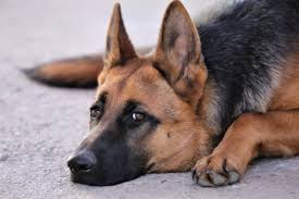 How much will spaying/neutering cost? Managing Pain In Dogs After Neutering Animal Emergency Center Memphis Vet