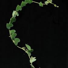 Image result for Cissampelos mucronata