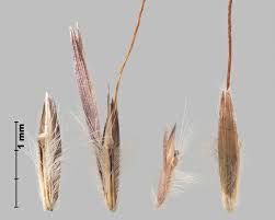 Image result for Bothriochloa