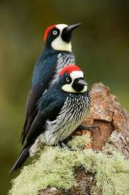 Birds Of The Southwest United States Acorn Woodpeckers Costa Rica Pet Birds Colorful Birds Beautiful Birds