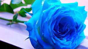 We offer an extraordinary number of hd images that will instantly freshen up your smartphone or computer. Blue Roses Wallpapers Wallpaper Cave