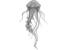 Jelly Fish 3d Model Jellyfish 3d Model Model