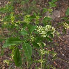 Image result for Rytigynia sp. M