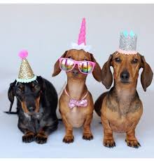 Home Dogstraining In 2020 Alles Gute Zum Geburtstag Hund Hund Geburtstag Lustige Alles Gute Zum Geburtstag