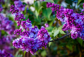 Who doesn't love beautiful flowers? Flower Nature Plant Flowers Garden Spring Shoots Violet Purple Flowering Shrub Pxfuel