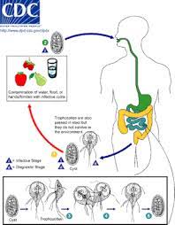 Depending on how small the appliance is, you could also put in in a sealed bag and then into a drop in. Giardiasis Wikipedia