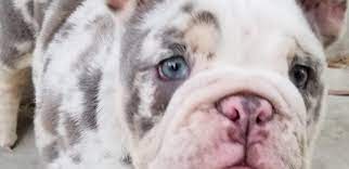 Check spelling or type a new query. English Bulldogs Deluxe Bulldogs Adoption Providing Quality Akc Bulldog Puppies