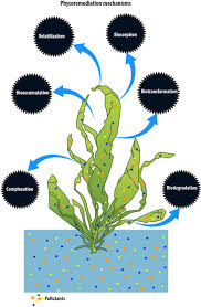 Image result for Microchloa altera