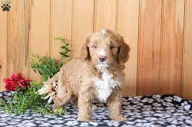 Mini Golden Mountain Doodle Puppies For Sale Greenfield Puppies Doodle Puppy Greenfield Puppies Puppies For Sale