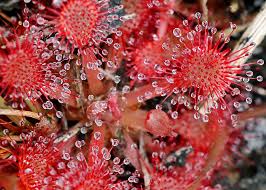 Image result for Drosera pilosa