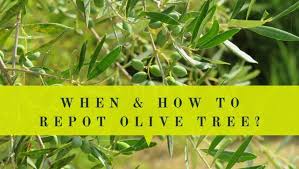 Best Time To Repot Olive Trees How To Repot Olive Trees