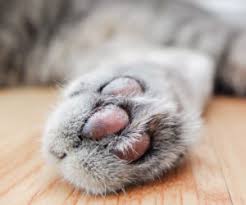 See full list on wikihow.com How To Stop Your Cat From Biting Hartz