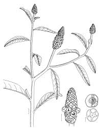 Image result for Sphenoclea zeylanica