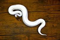 The prices range for a ball python will be anywhere between about $100 to $400 for the common morphs. Ball Python Wikipedia