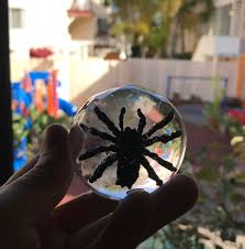 Maybe you would like to learn more about one of these? Spiders And Insect Ice Balls For Halloween Alcademics