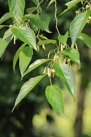 Image result for Alangium chinense