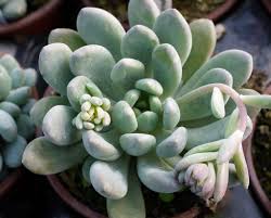 To take care of an echeveria elegans. Echeveria Elegans Blue Succulent Plants4home