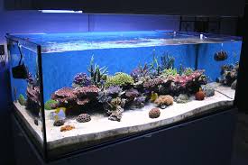 An aquarium not only gives an aesthetic appearance to our interiors, but also brings us close to nature. Nothing Better Than A Nice Bare Bottom Reef Builders The Reef And Saltwater Aquarium Blog