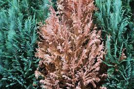 Mit einer thujahecke wählt man eine pflegeleichte, winterharte und gut schnittverträgliche heckenpflanze. Thuja Hecke Radikalschnitt So Verjungen Sie Lebensbaume Gartendialog De