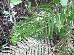 Image result for Pseudocyclosorus