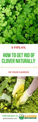 Vinegar is the most useful acid of all. 8 Tips On How To Get Rid Of Clover Naturally In Your Garden