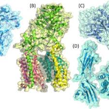 Biochemical and structural analyses show that aducanumab binds a linear epitope formed by the crystal structure of the fab fragment of aducanumab bound to its epitope peptide reveals that. Pdf Amyloid Beta Hypothesis In Alzheimer S Disease Major Culprits And Recent Therapeutic Strategies