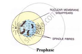 Examples of multicellular organisms include animals and most species of plants. The Diagram Given Below Represents A Stage During Cell Division Identify Whether It Is A Plant Cell Or An Animal Cell Give A Reason In Support Of Your Answer And Name The