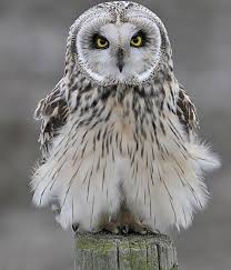 Pin By Rosario Olea On Animals Owl Species Pet Birds Owls Drawing