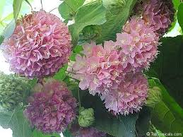 Image result for Dombeya kirkii