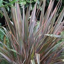 Phormium Maori Queen New Zealand Flax Syn Rainbow Queen New Zealand Flax Garden In The Woods Architectural Plants