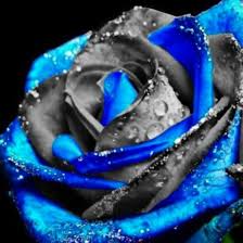 Black And Sky Blue Flowers Blue Black Rose Blue Roses Wallpaper Blue Rose Tattoos Blue Roses