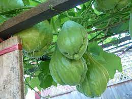 Check spelling or type a new query. Plant Yourself A Chayote Spadefoot Nursery
