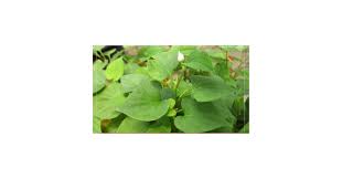 Image result for Hylebates cordatus